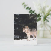 Grijze wolven briefkaart (Staand voorkant)