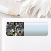 Grijze wolven in de wilde natuur etiket (Insitu)