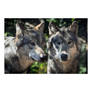 Grijze wolven in de wilde natuur perfect poster