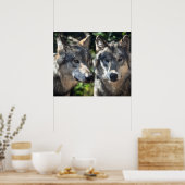 Grijze wolven in de wilde natuur poster (Keuken)