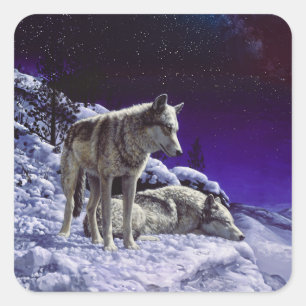 Grijze wolven in wintersneeuw bij nacht vierkante sticker