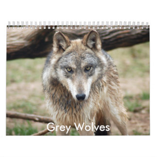 Grijze wolven kalender, grijze wolven kalender
