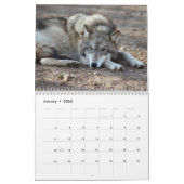 Grijze wolven kalender, grijze wolven kalender (Jan 2026)