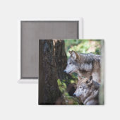 Grijze wolven magneet (Voorkant / Achterkant)