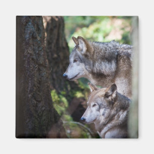 Grijze wolven magneet