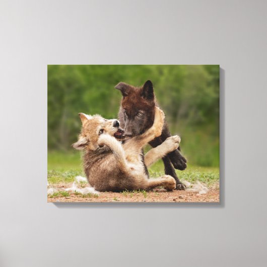 Grijze wolvenwelpen worstelen canvas afdruk (Voorkant)
