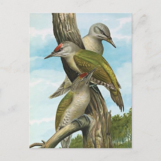 Grijze Woodpecker Briefkaart (Voorkant)