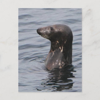 Grijze zeehond ansichtkaart feestdagenkaart