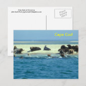 Grijze zeehonden monomoy, kabeljauw briefkaart (Voorkant / Achterkant)