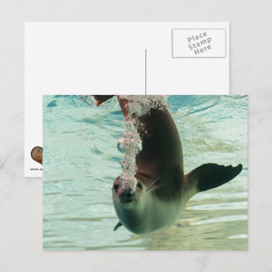 Grijze zegel Onderzeese belletjes uit de neus Briefkaart (Voorkant / Achterkant)