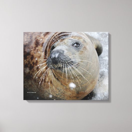 Grijze zegel op ijs canvas afdruk (Voorkant)
