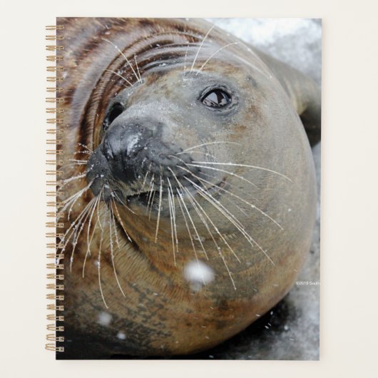 Grijze zegel op ijs planner (Voorkant)