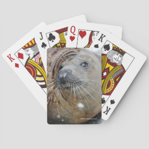 Grijze zegel op ijs pokerkaarten