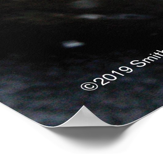 Grijze zegel op ijs poster (Hoek)