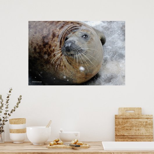 Grijze zegel op ijs poster (Keuken)