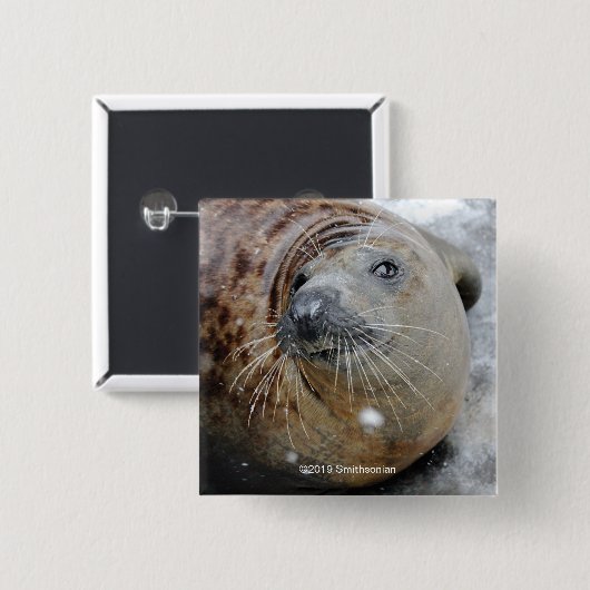 Grijze zegel op ijs vierkante button 5,1 cm (Voorkant /achterkant)