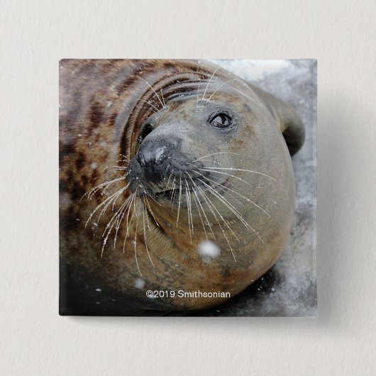 Grijze zegel op ijs vierkante button 5,1 cm (Voorkant)