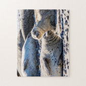 Grijze zegels rusten, Jigzaag Puzzle Legpuzzel (Verticaal)