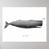 Grijze zwart-witafdrukken Sperm Whale #12 Poster (Voorkant)