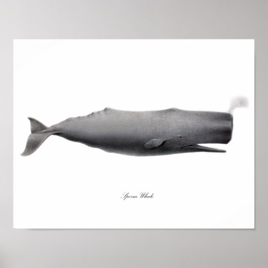Grijze zwart-witafdrukken Sperm Whale #12 Poster (Voorkant)