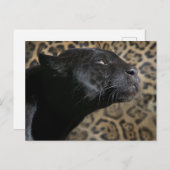 Grijze zwarte panterslang briefkaart (Voorkant / Achterkant)
