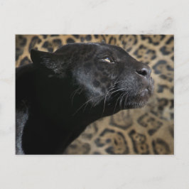 Grijze zwarte panterslang briefkaart