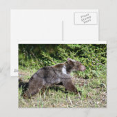 Grijzelig Beer op de run Briefkaart (Voorkant / Achterkant)