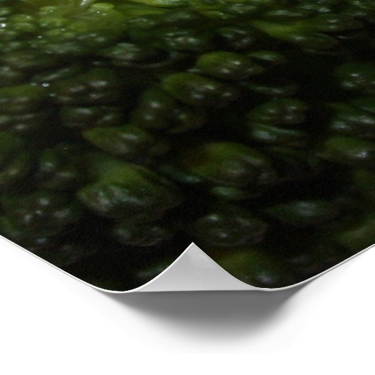 Grilled Filet Mignon Poster (Hoek)