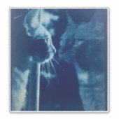 grillige Blue Bubba Kat Fotografie Sticker (Voorkant)