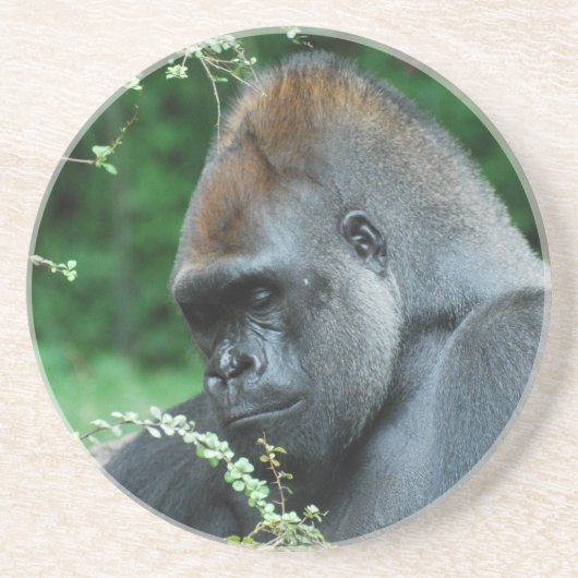 Grim Gorilla Zandsteen Onderzetter (Voorkant)