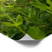 Grinnell Glacier Poster (Hoek)