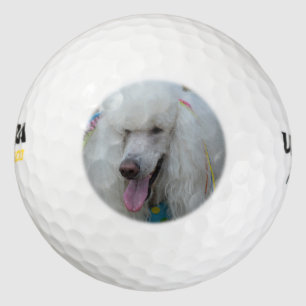 Grinning witte standaard poedel golfballen