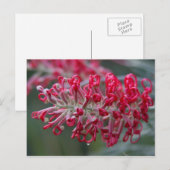 grivillebloem briefkaart (Voorkant / Achterkant)