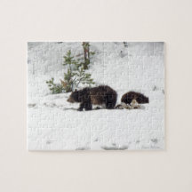 Grizzlies in de sneeuw