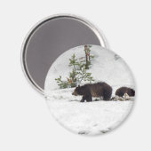Grizzlies in de sneeuw magneet (Voorkant / Achterkant)