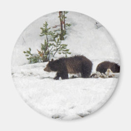 Grizzlies in de sneeuw magneet