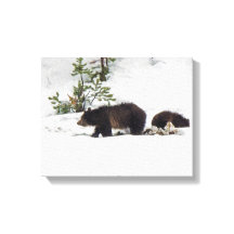 Grizzlies in het Sneeuwgestrekte Canvas