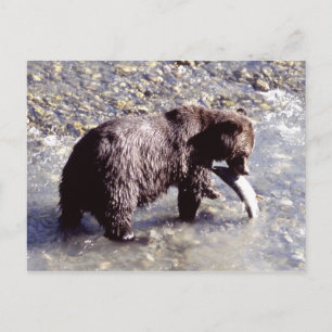Grizzly bear catching a fish on Vancouver Island Briefkaart