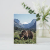 Grizzly Bear in Glacier National Park Travel Briefkaart (Staand voorkant)