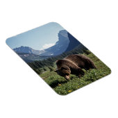 Grizzly Bear in Glacier National Park Travel Magneet (Rechterzijde)