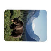 Grizzly Bear in Glacier National Park Travel Magneet (Horizontaal)