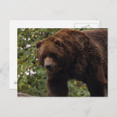 grizzly-beer-005 briefkaart (Voorkant / Achterkant)