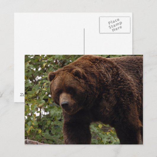 grizzly-beer-005 briefkaart (Voorkant / Achterkant)