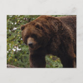 grizzly-beer-005 briefkaart (Voorkant)