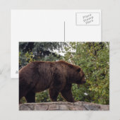 grizzly-beer-007 briefkaart (Voorkant / Achterkant)