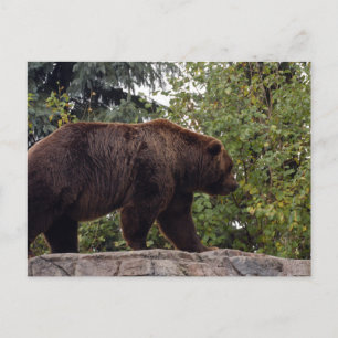 grizzly-beer-007 briefkaart