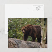 grizzly-beer-013 briefkaart (Voorkant / Achterkant)