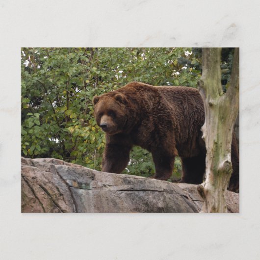 grizzly-beer-013 briefkaart (Voorkant)