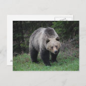 Grizzly Beer Briefkaart (Voorkant / Achterkant)