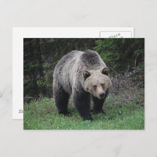 Grizzly Beer Briefkaart (Voorkant / Achterkant)